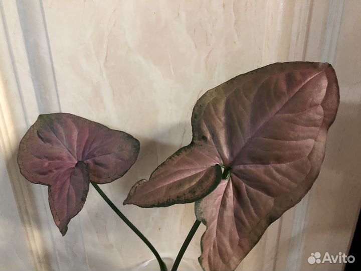 Сингониум Супер Ред