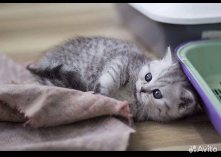 Шотландские котята вискас серебристая шиншилла блю