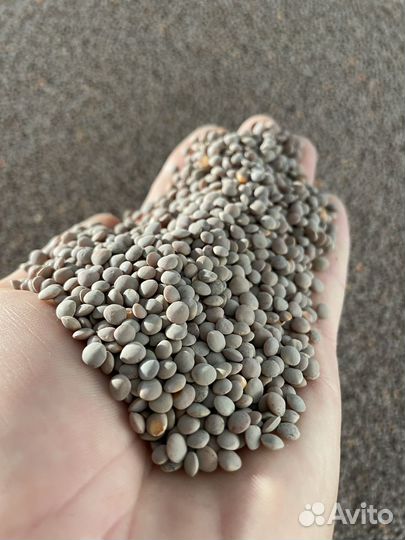 Чечевица красная