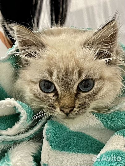 Котенок мальчик