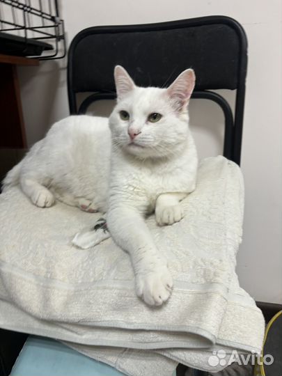 Котик Ланс в добрые руки
