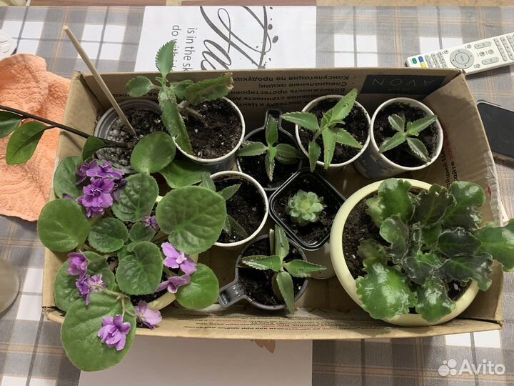 Комнатные цветы