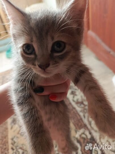 Отдам котёнка