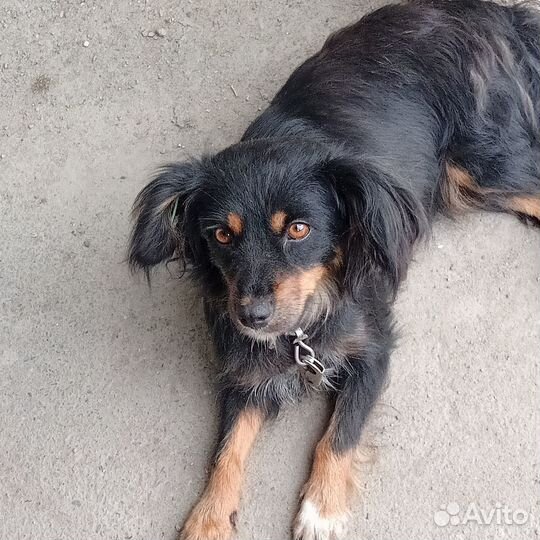 Джулька, маленькая собачка, 3 года