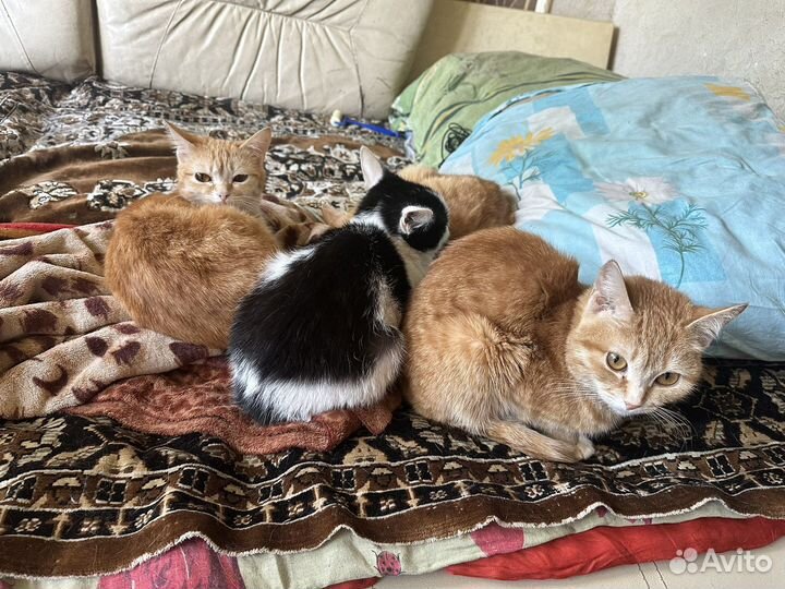 Кошки в добрые руки даром