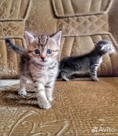 Кошка в дар