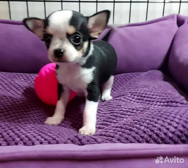 Щенок Чихуахуа девочка