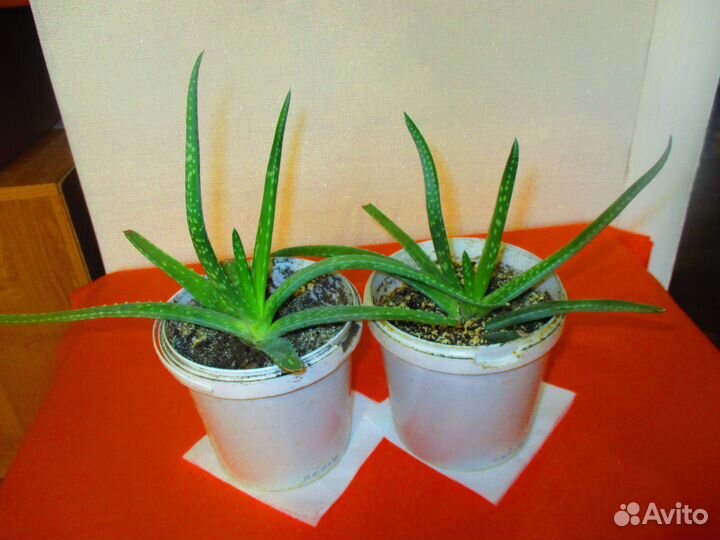 Комнатные растения цветы