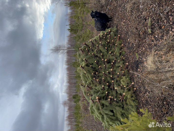 Сосна Новогодняя