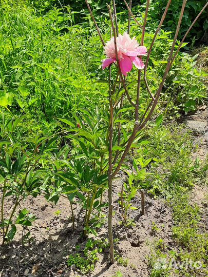 Пион светло розовый