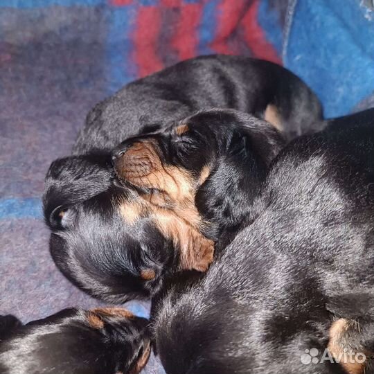 Карликовая такса щенки спб