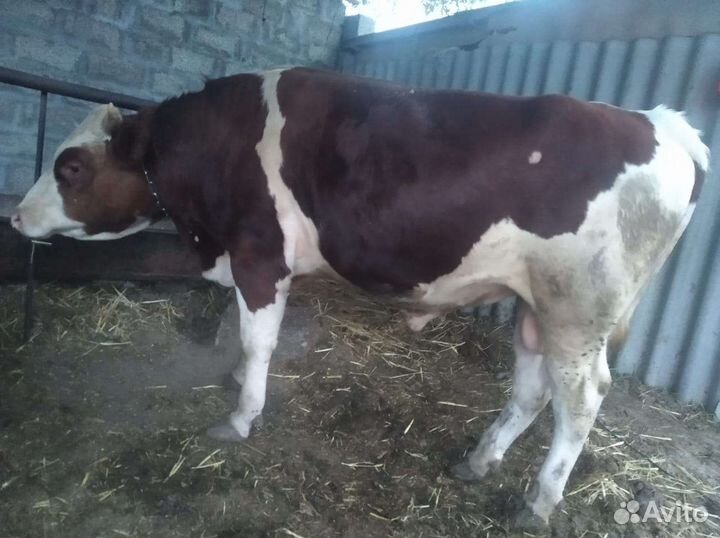Быки сементалы на откорме