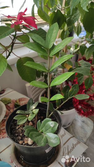 Комнатные растения цветы бесплатно