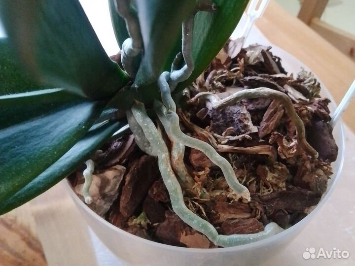 Орхидея фаленопсис Леопард