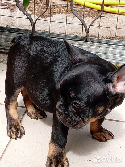 Шикарный малыш