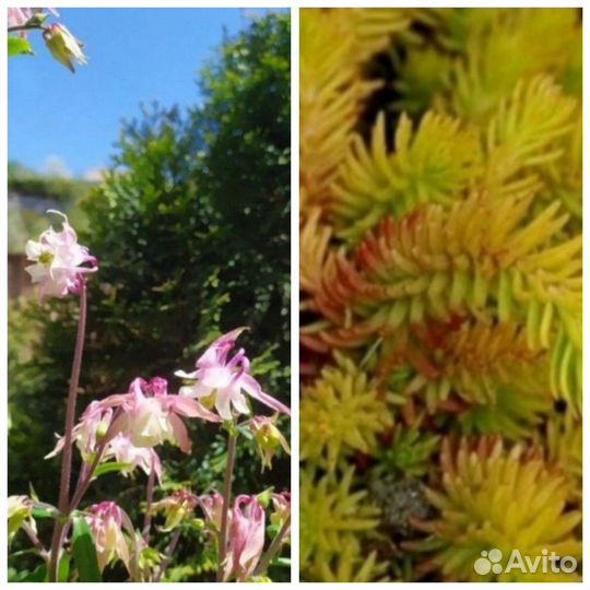 Жимолость шапочная, ромашка,традеск,бирючина, клер