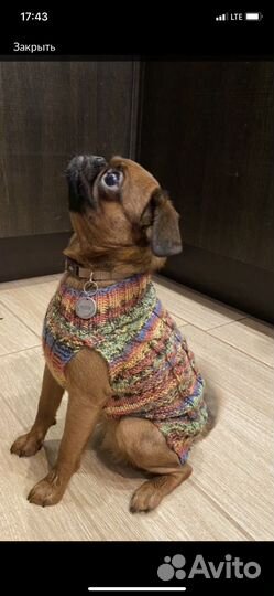 Одежда для собак мелких пород и кошек
