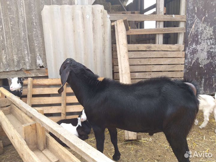 Нубийские козы дойные и козочки