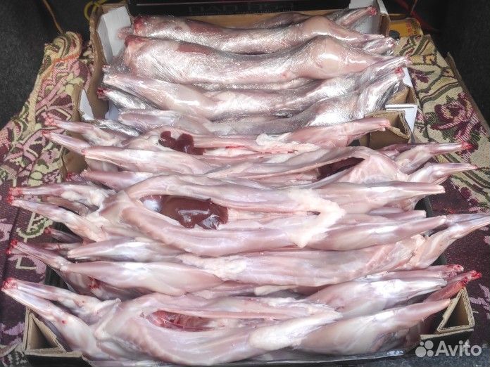 Кролики на мясо