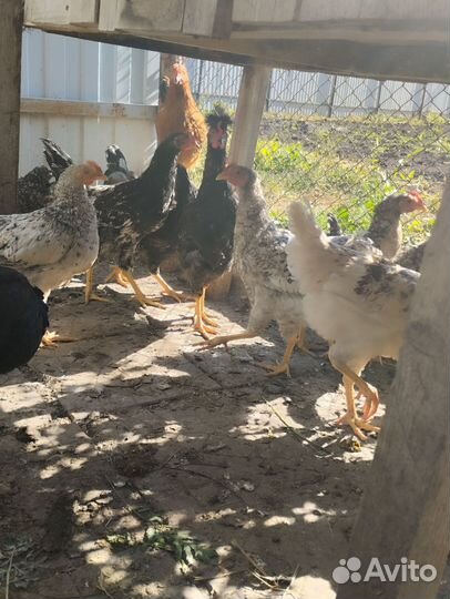 Молодые петухи