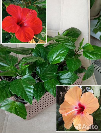 Укорененные гибискусы двух сортов