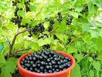Черная смородина ягода свежая
