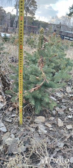 Саженцы ель голубая Misty Blue