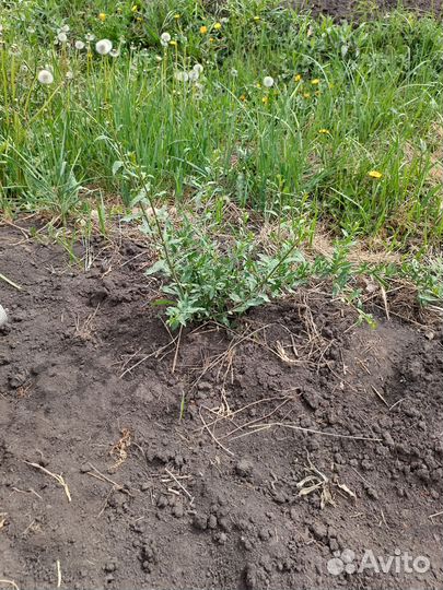 Саженцы ягоды годжи