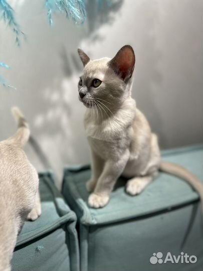 Бурманские котята