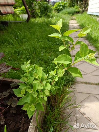 Жасмин (чубушник)