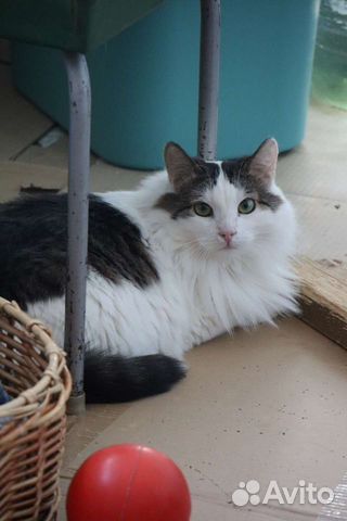 Молодой котик