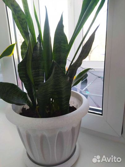 Сансевиерия