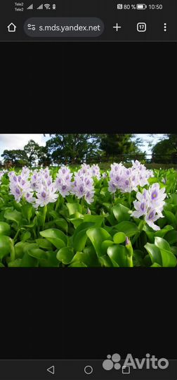 Водный гиацинт прудовое растение. Эйхорния