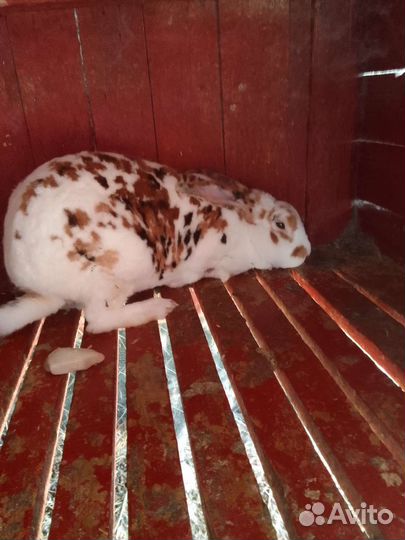 Кролики фб и Рэкс