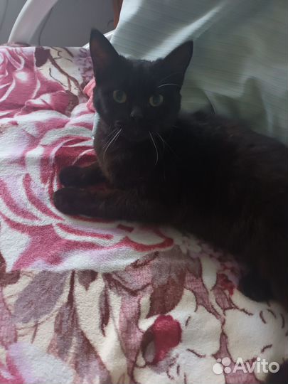 Отдам котика в добрые руки