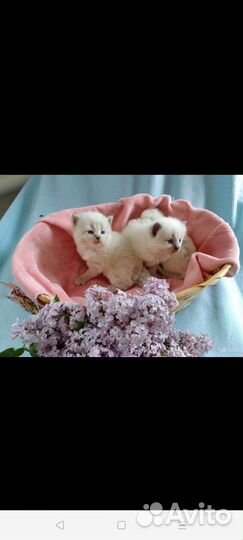 Невские-маскарадные котята