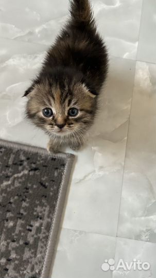 Вислоухие котята
