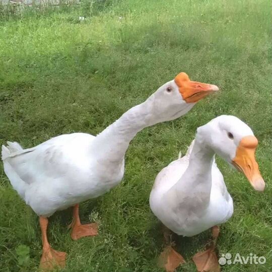 Семья гусей