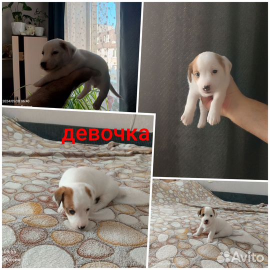 Щенки джек Рассел терьер