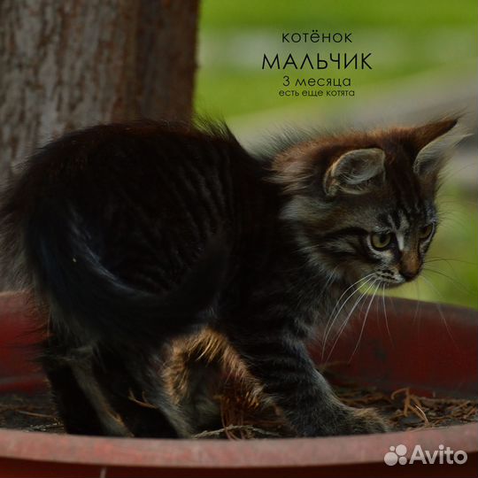 Котята мальчики