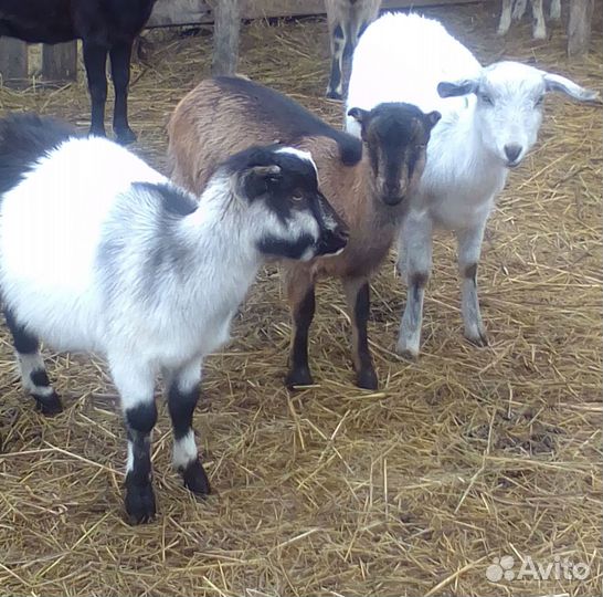 Козы. козлята.Ламанча.Англо- Нубийские