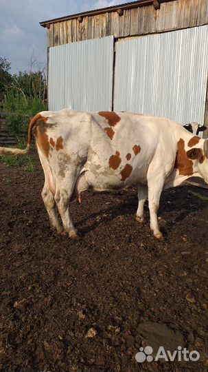 Коровы дойные молочные