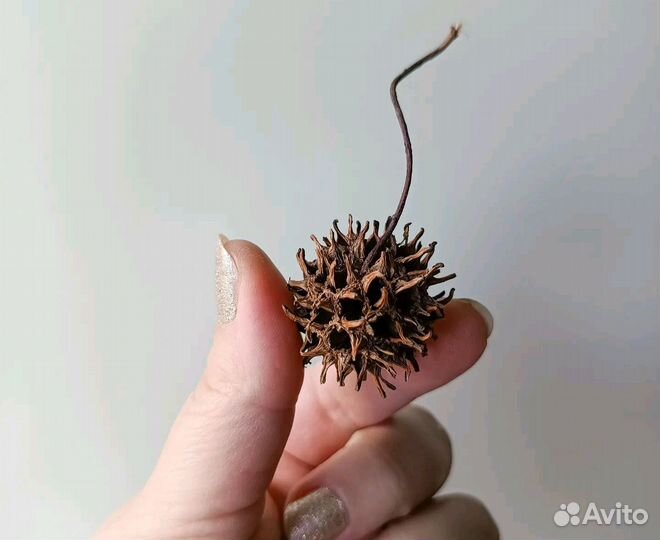 Шишки амбрового дерева