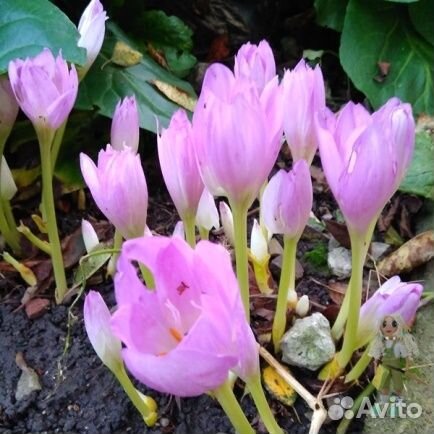 Безвременник, морозник, пролеска Цветы для сада