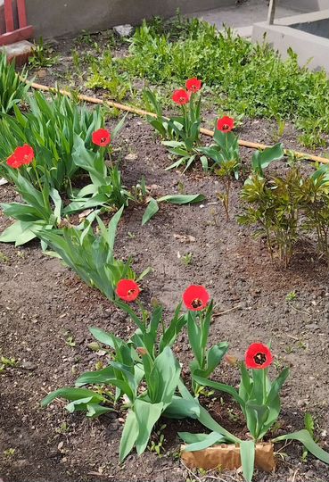 Дом 77 м² на участке 8 сот.