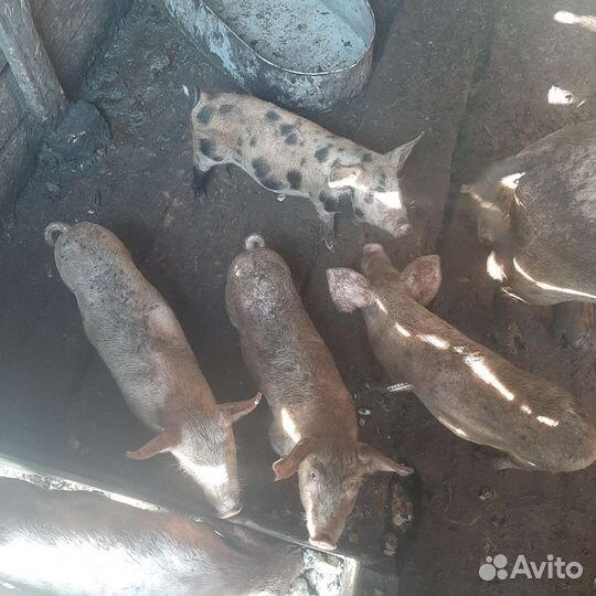 Поросята и свинья
