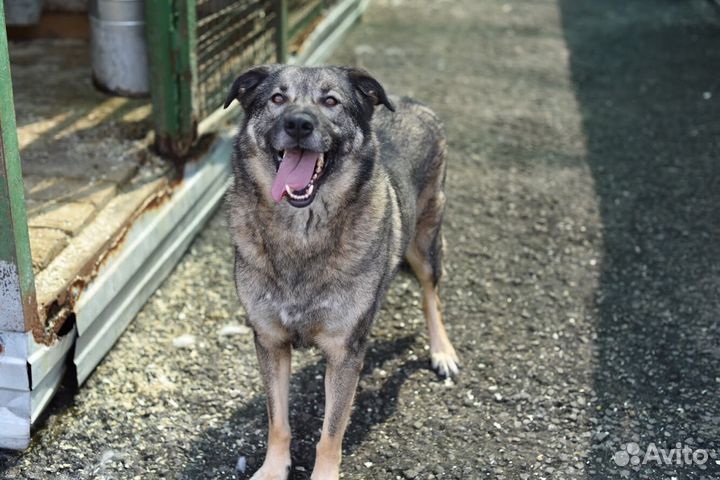 Собака Мышка из приюта в добрые руки бесплатно