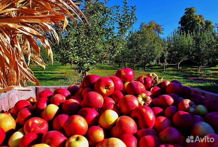 Работа Сборщиком яблок