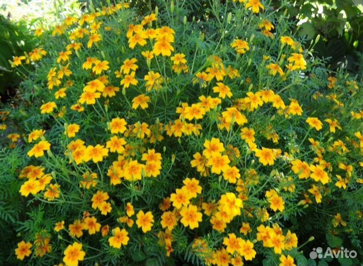Бархатцы тонколистные семена