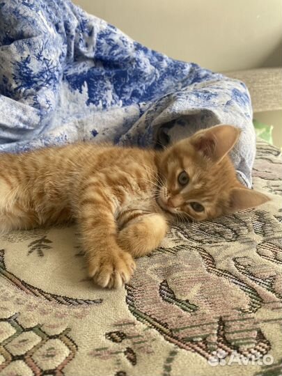 Отдам в добрые руки